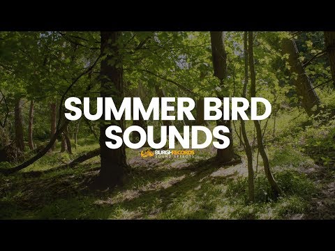 Bird Sounds | Nature Birds Noises | Royalty Free Sound Effect