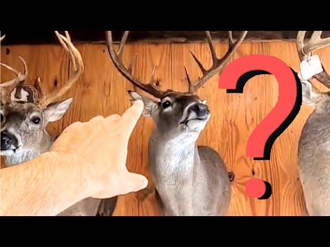 Deer Forms Taxidermy