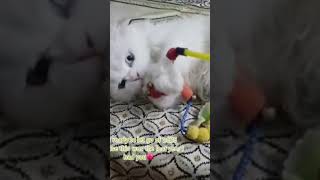 Download lagu Cat enjoying day 🐈❣️ #cat #pets #funnycats #cutecat #petlovers #kitten #kidsfun #catsoftiktok mp3