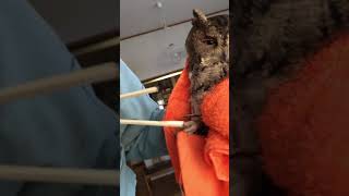 親父が野生のミミズクを救出した
