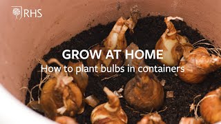 How to plant bulbs in containers | Grow at Home | RHS