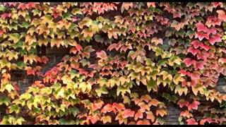 Cymphonic - The Garden(Bonus Track)