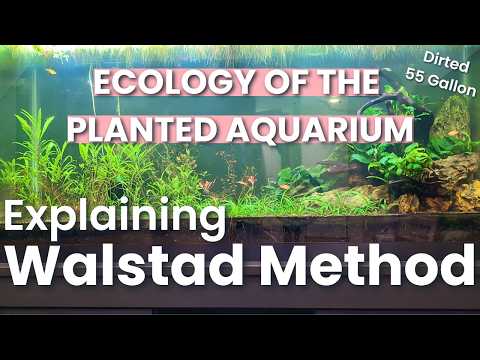COMPLETE Guide to WALSTAD METHOD - 55 Gallon DIRTED Planted Tank (Low Tech Aquarium)
