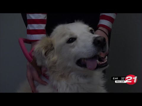 Furry Friends: Stanley is a friendly fella