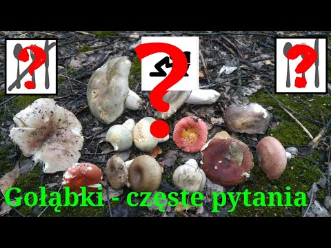 Cabbage rolls - frequently asked questions