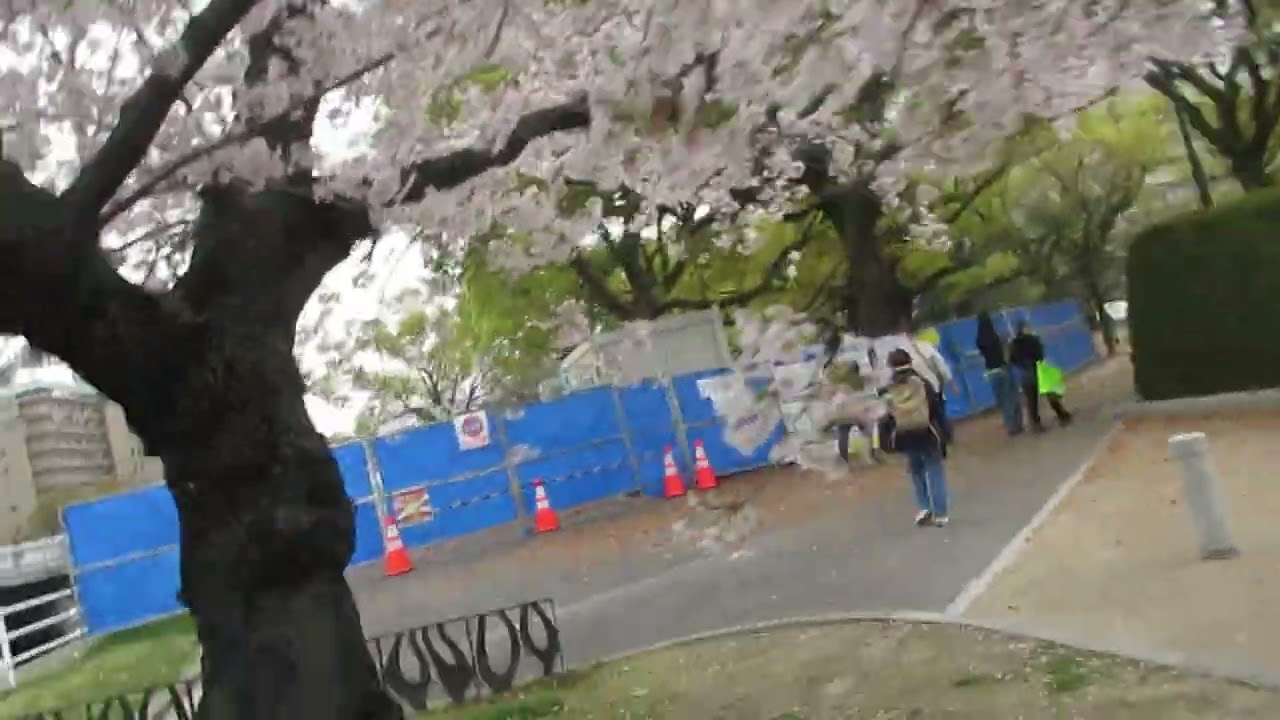 広島平和記念公園の桜　2026年4月6日　満開