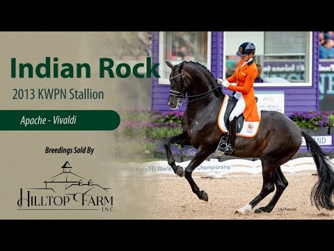 Indian Rock- 2013 Dutch Warmblood Stallion (Apache - Vivaldi)