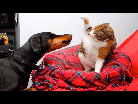 Angry Cats VS Dogs Funny Compilation 2019 !!!
