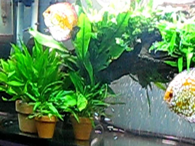 barebottom potted discus tank