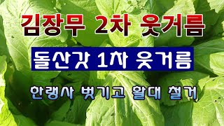 [텃밭농부 1,724]  김장무 2차 웃거름, 돌산갓 활대 철거 후 웃거름 주는 방법. #돌산갓재배 #김장무…