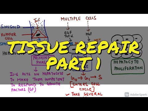 GENERAL PATHOLOGY II CHAP 3 II INFLAMMATION REPAIR II PART 1 II ROBBINS 10TH EDITION