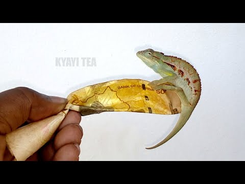 Nawulovu Ddagala Tomutta Muleke Chameleon