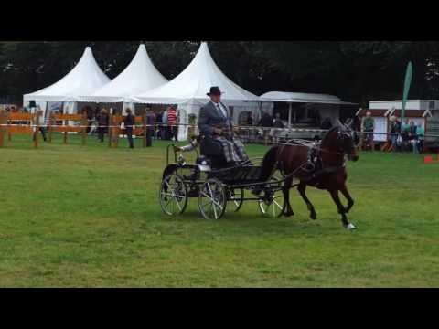 Fahrturnier Lette 17.9.2016