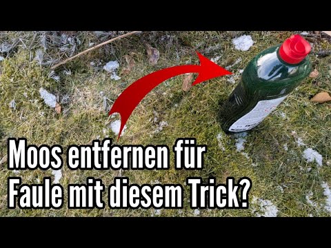 The dish soap trick against moss in the lawn - ingenious or utter madness?