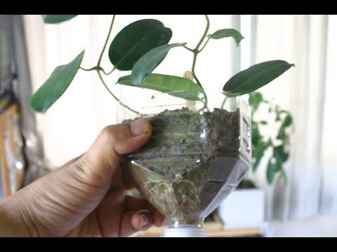 マダガスカルの蘭