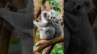 Mysterious Music to Relax | Australia Outback | #relaxing #shortsfeed #australia 🎼🎧😴