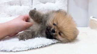 ポメラニアンの動画01