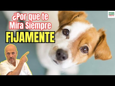 💘 ¿PORQUE MI PERRO ME MIRA SIEMPRE FIJAMENTE SIN PARPADEAR? 💘