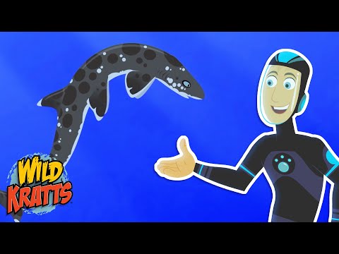 A Baby Shark Hatches | Shark Week | Season 7 | Wild Kratts