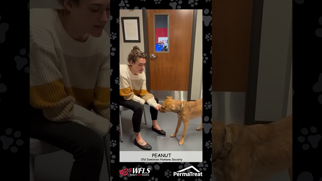 Peanut, a Adoptable Mixed Breed in Fredericksburg, VA video 5/5