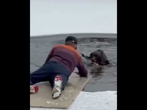 Отважный поступок тюменского пилота: мужчина спас собаку из ледяной воды. #сургут