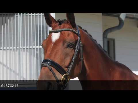 Lino Malu v. Lissaro x Don Crusador