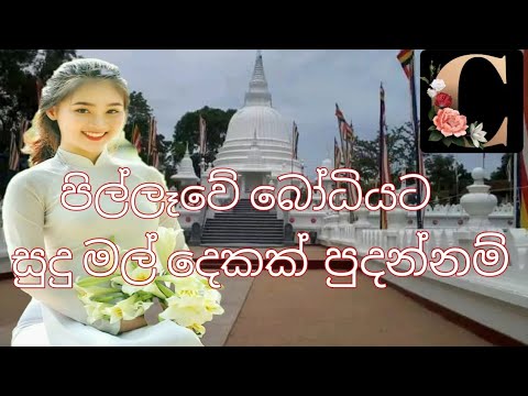 පිල්ලෑවේ බෝධියට සුදු මල් දෙකක් පුදන්නම්  pillawe bodiyata sudu mal dekak pudannam