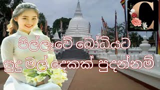 පිල්ලෑවේ බෝධියට සු