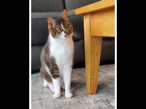 Crystal the Pet Nanny. LLC video.