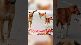 Download lagu If Serbian dancing lady comes to India mp3