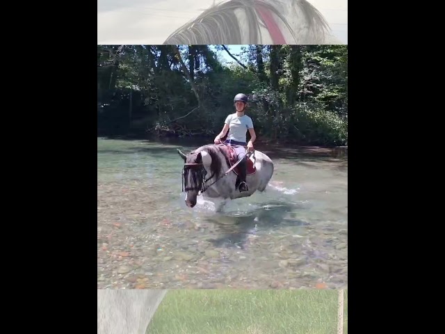 Jument polyvalente Pur sang