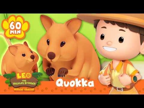 The Quokka is Always SMILING! 😁 | Leo the Wildlife Ranger | Educational Animal Cartoons - Kids TV Series, Kingdom Kids Zone - Leo the Wildlife Ranger - Official Channel