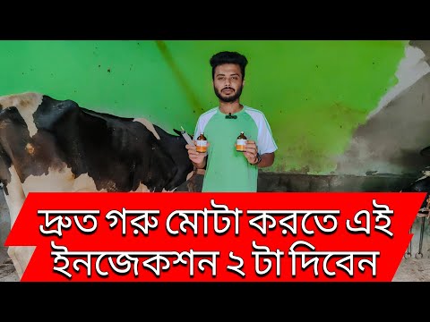 খুব সহজে গরুকে ইনজেকশন দিতে শিখুন। গরু মোটাতাজা করণ ইনজেকশন। মোটাতাজা করার ৩য় ধাপ।