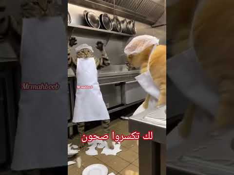 قطوس خرج عن السيطره من الجلي 😂 | #دبلجة_مضحكة #اكسبلور #دوبلاج #السعودية #mr_mahboob #shorts