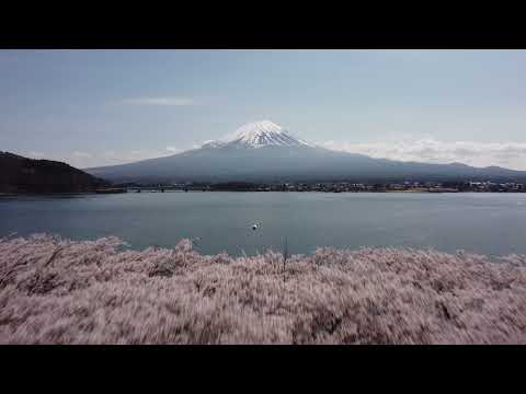 富士河口湖町桜名所（桜祭り会場、冨士御室浅間神社、西湖いやしの里根場）