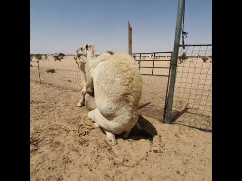 دق الإبر في البعير Camel injecting during sexual intercourse.