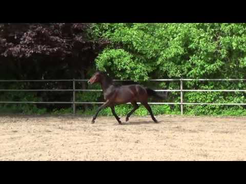 "Aristo", db. Wallach, geb. 05.04.2014 v. Antango / Weltruhm