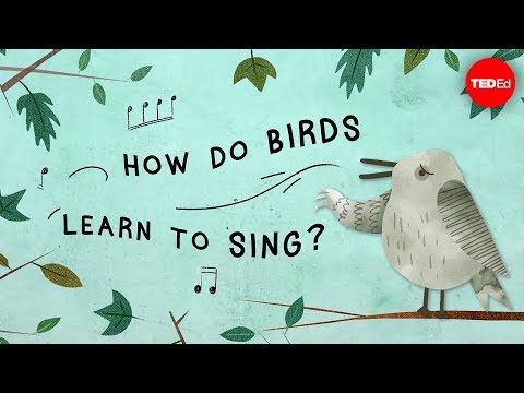 How Birds Learn To Sing