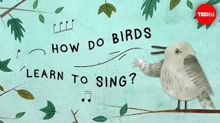 How do birds learn to sing? - Partha P. Mitra