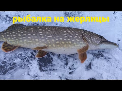 Фото Зимняя рыбалка на жерлицы! Ловля трофейнной  щуки.