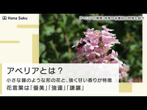 園芸 中国のアベリア