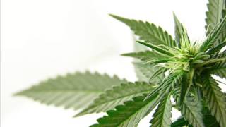 Z.N.R. - Jebana podróba (Danek Solo)