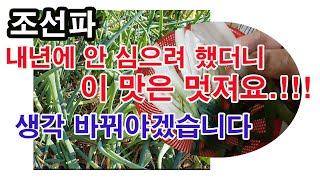 조선파 내년엔 안 심으려 했더니 이 맛은 멎져요!!! 생각 바꿔야겠습니다(파 재배, 조선파 재배, 조선파 심…