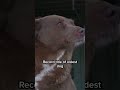 The world's oldest dog ever dies at 31
