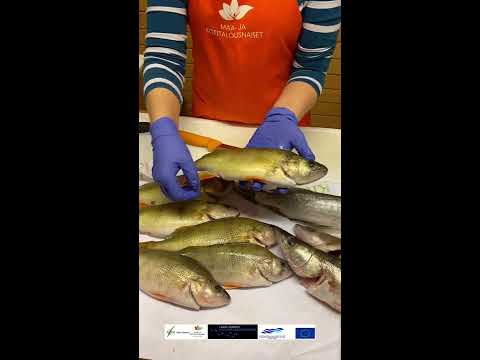 Ahvenen käsittely.