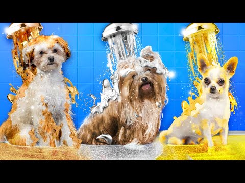 Abbiamo Adottato Cani D'oro, D'argento e di Bronzo!