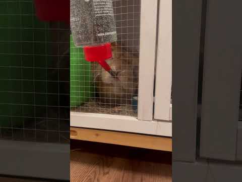 The rabbit has got some bars #pets #funny #rap  #rabbit