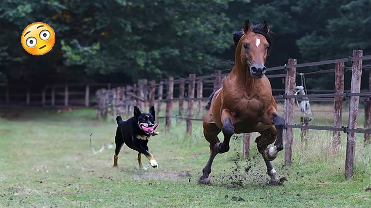 Best funniest horses of the week - Funny And Cute horses Video Compilation 2024 🐴2