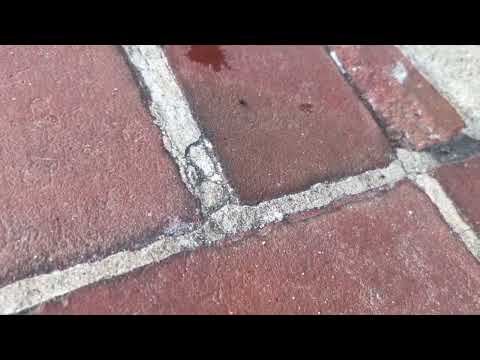 Ants Bugging the Attorneys in Toms River, NJ