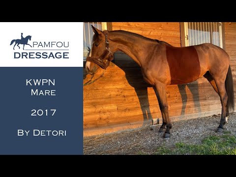 MDRESSAGE HORSE FOR SALE | Level Mare (2017)
